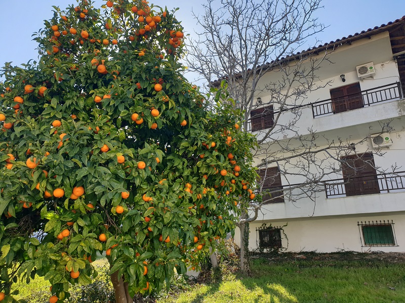 Mojsvet_palma-2-vila6